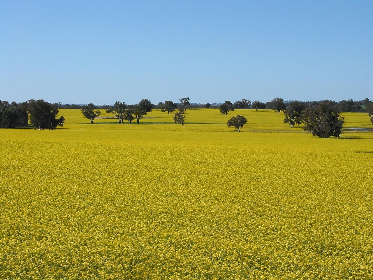 Kojonup Image 0