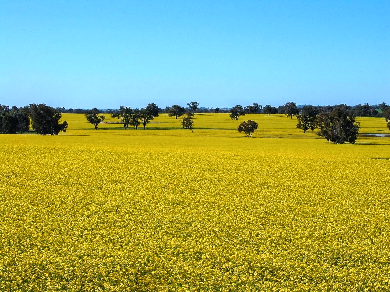 Kojonup Image 1